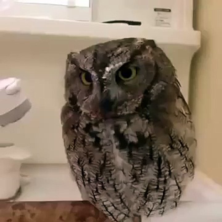 Owl fashionista