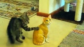 real cat play with other artificial cat such as real