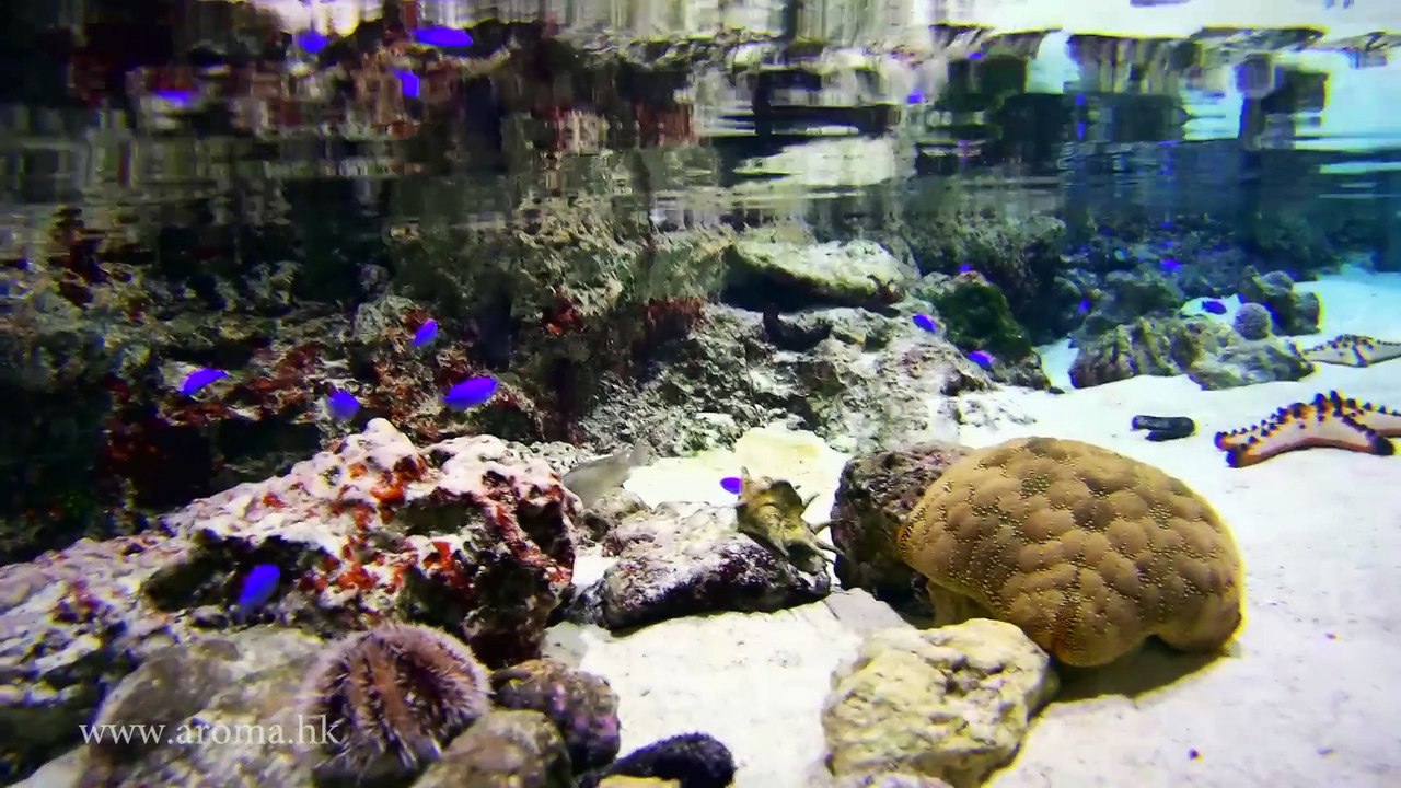 The Okinawa Churaumi Aquarium 沖繩美麗海水族館