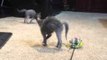 Lykoi Kittens Bounce Around in Excitement