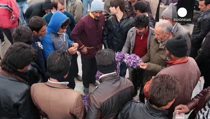 Шафран - "красное золото" Ирана