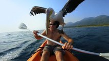 L'incroyable amitié entre un homme et un pélican