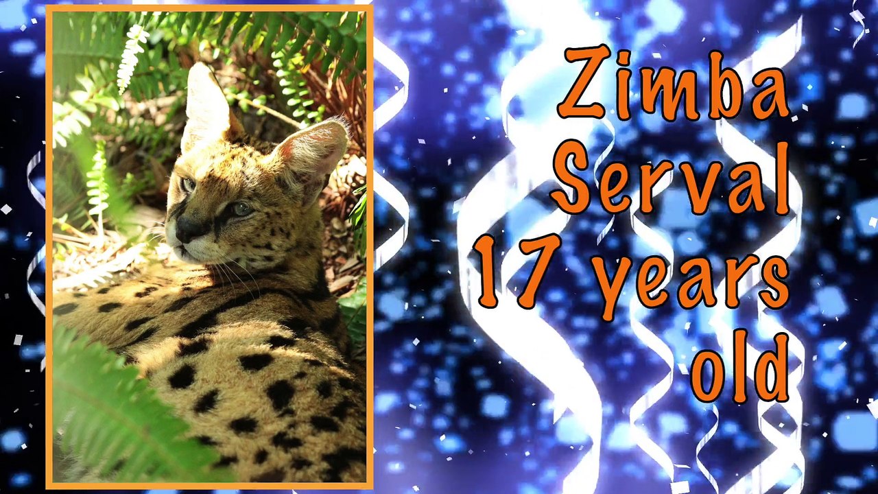 November Big Cat Birthdays