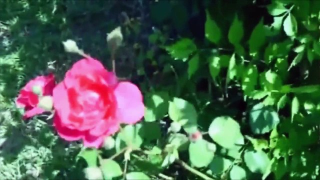 Za moju dušu - Larin izbor (instrumental)