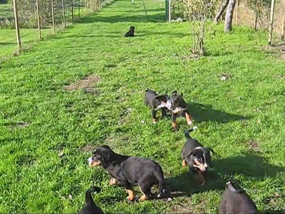 chiots appenzells et GBS - 2 mois - novembre 2015