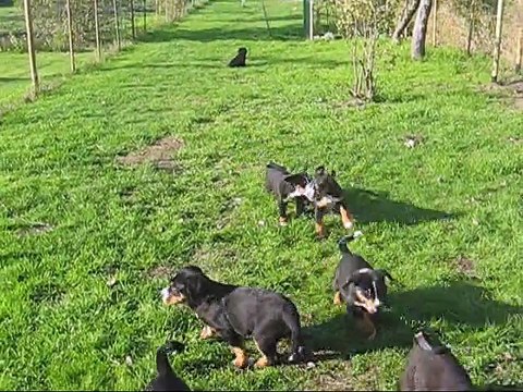 chiots appenzells et GBS - 2 mois - novembre 2015