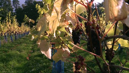 Climate change good news for English wine