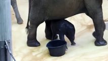 Baby Elephant Bathing Double trouble
