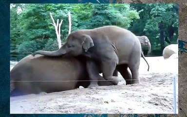 Clumsy Baby Elephants