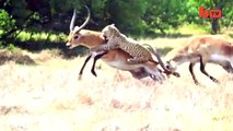 Leopard Attack Antelope Narrowly Escapes Death-copypasteads.com