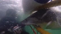 Shark attacks cage divers