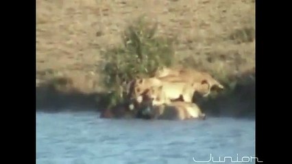 Reviravolta de um grupo unido contra a ferocidade dos leões....