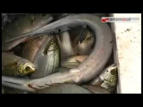 Tg Antenna Sud - Pescaturismo, una opportunità per la Puglia