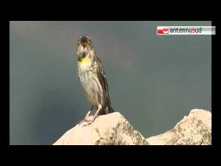 Tg Antenna Sud - Un contest su Facebook per scegliere il calendario del Parco Alta Murgia