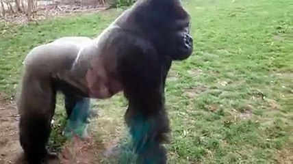 A gorilla responds to a little girl beating her chest...