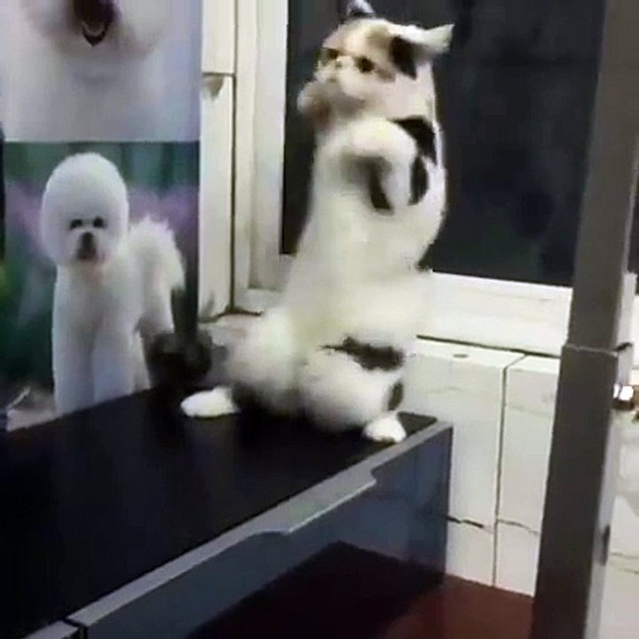 Nice Dance By This Cat.