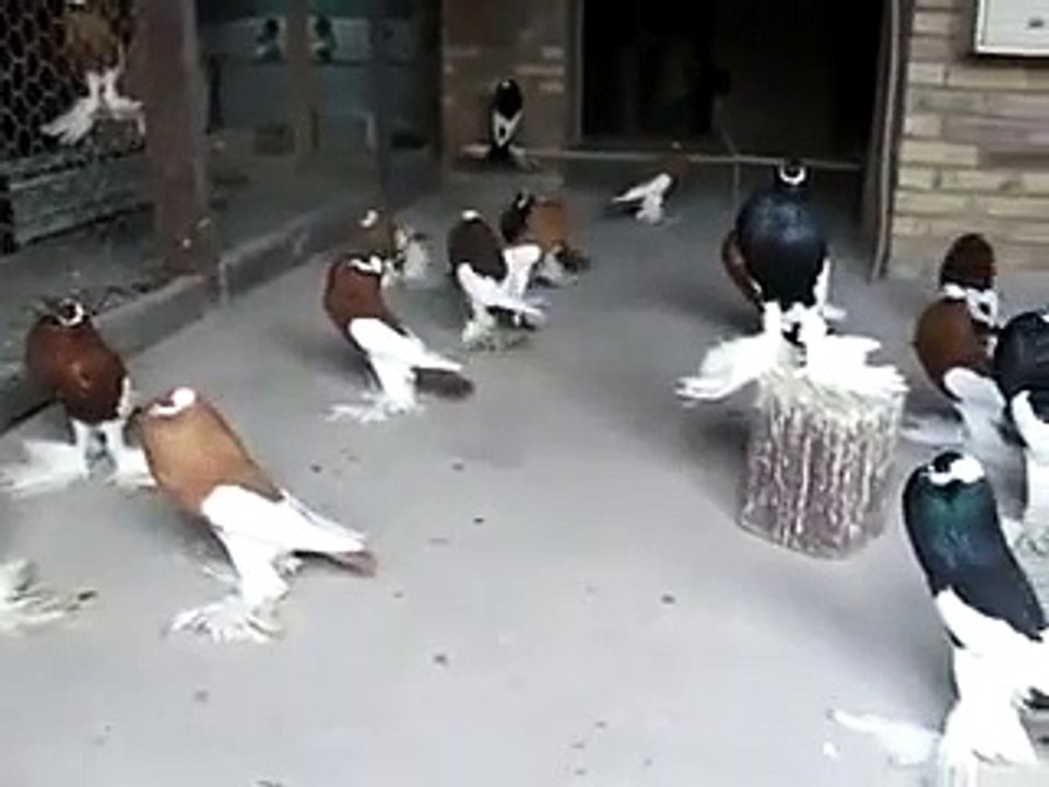 magpie pigeons