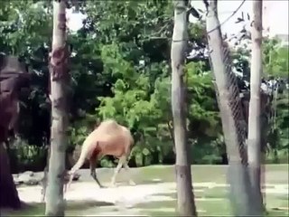 Funny cats and dogs begging for food - Cute animal compilation