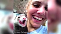 Top Hilarious Ferrets & Otters Compilation 2014