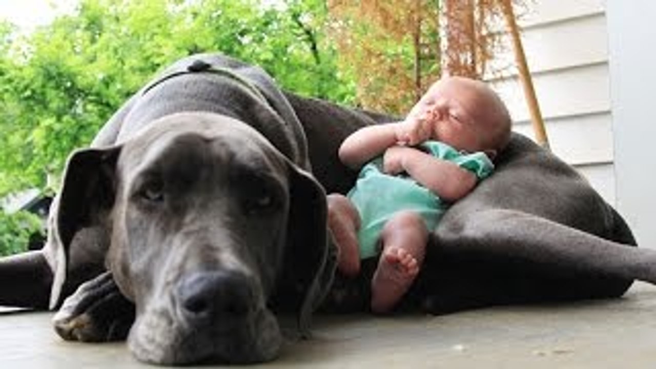 Dogs and cats protecting babies - Cute animal compilation