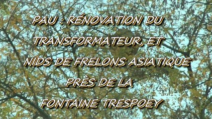 LES W-D.D. MICHOU NEWS - 6 NOVEMBRE 2015 - PAU - RÉNOVATION DU TRANSFORMATEUR E.D.F. PRÉS DE LA FONTAINE - NIDS DE FRELONS ASIATIQUE.