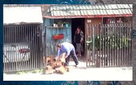 Dog helps carry the firewood into the house Fun