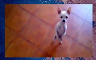 The Dancing Flamenco Chihuahua Dog - Funny Puppy Chihuahua Does Flamenco Dance