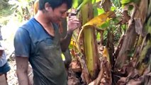 فيديو غريب لشاب يحفر الأرض ليقوم بإصطياد سمكة تحت شجرة الموز