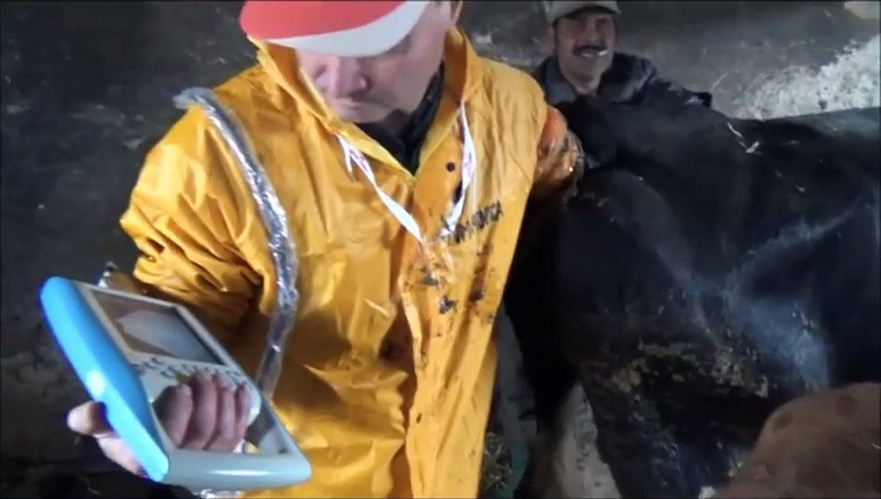 Corpus luteum persistent in cow causing sterility - veterinarian checks with ultrasound