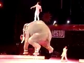Amazing, Awesome Trained Animal(Elephant)