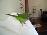 Hunharca gülen papağan - Komik videolar - Funny videos