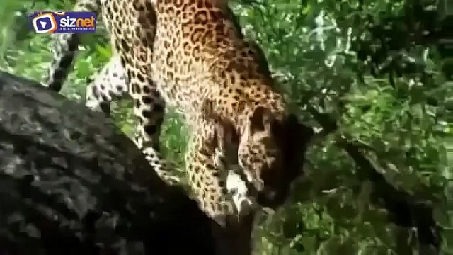 Leopar Yavrusunu Yiyen Pitonla Kapışıyor - Komik videolar - Funny videos