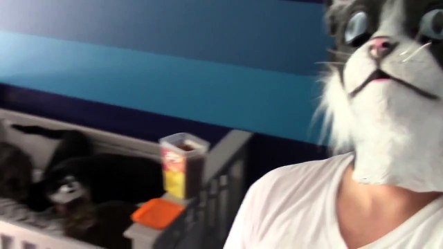 Кошачий кошмар