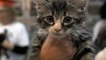 Adorable, Adoptable Kittens "Graduate" From ASPCA Kitten Nursery