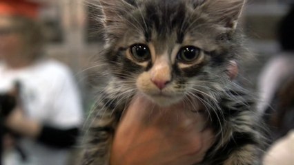 Adorable, Adoptable Kittens "Graduate" From ASPCA Kitten Nursery