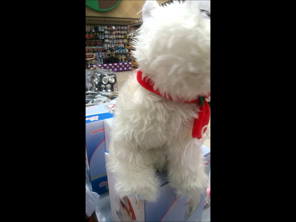 petit chien blanc chante une chanson de noel