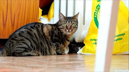 Kitten Versus Robotic Dog & Adult Cat