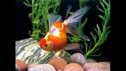 Cá Vàng Bơi ✤ Ca Nhạc Thiếu Nhi - Giúp Bé ăn ngon