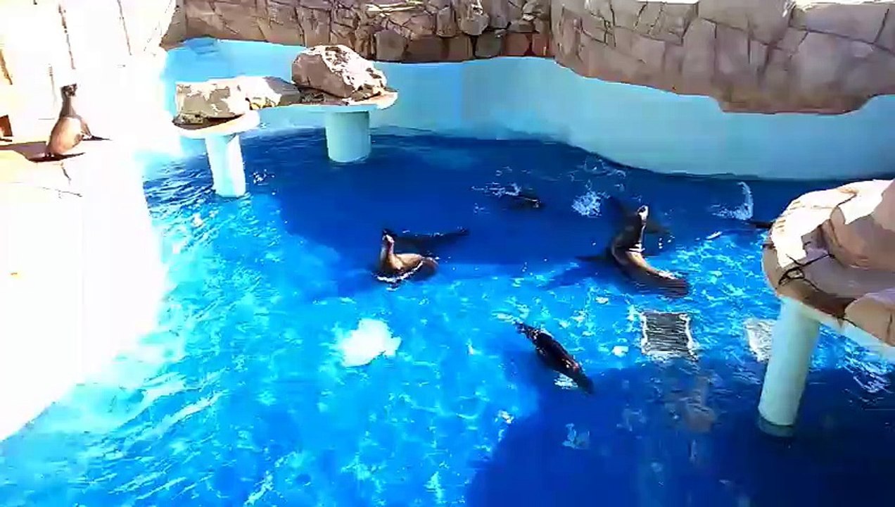 MARINELAND :  Visite du bassin aux otaries 1 mois après les intempéries