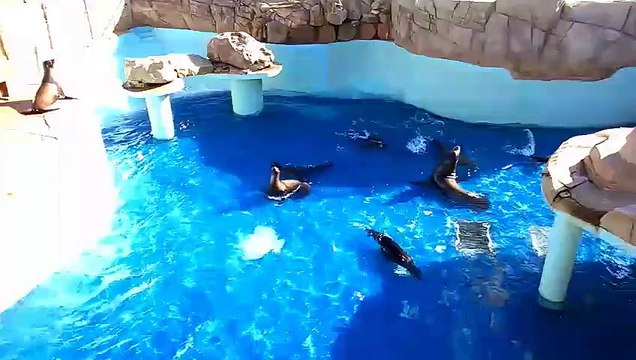 MARINELAND :  Visite du bassin aux otaries 1 mois après les intempéries