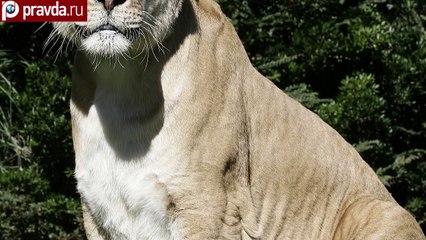 Самый большой кот в мире