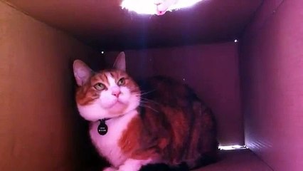 Коты дерутся