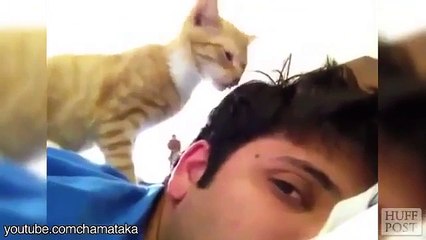 Кошки вместо будильника по утрам