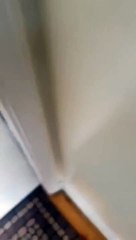 Когда твоя собака любит другого