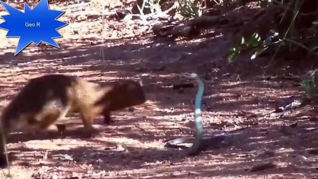 Мангуст против черной мамбы ! MEGA Video !