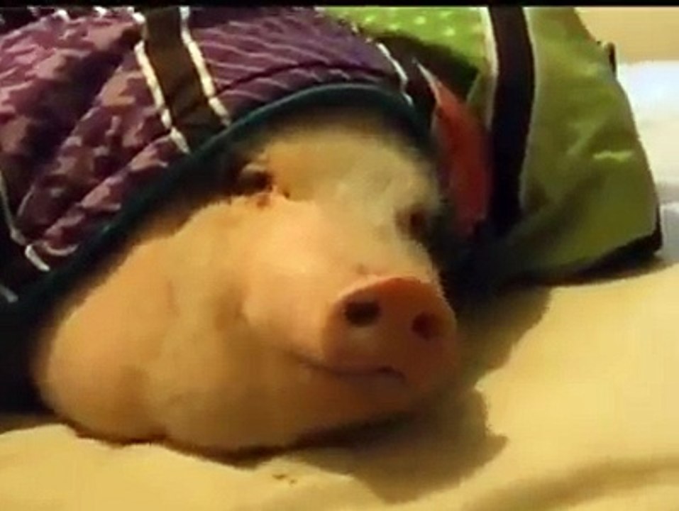 the most beatiful pig ever , so cute