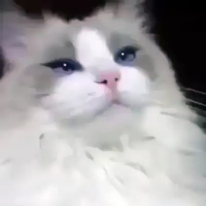 Amazing cat clean her teeth