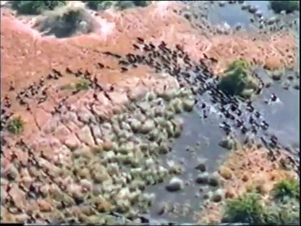 Aslanlar ve Bufalo Avı