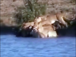 Aslanlar ve Buffalorlar ve Timsah