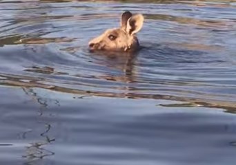 Fisherman Watches Stranded Kangaroo Swim Across Lake